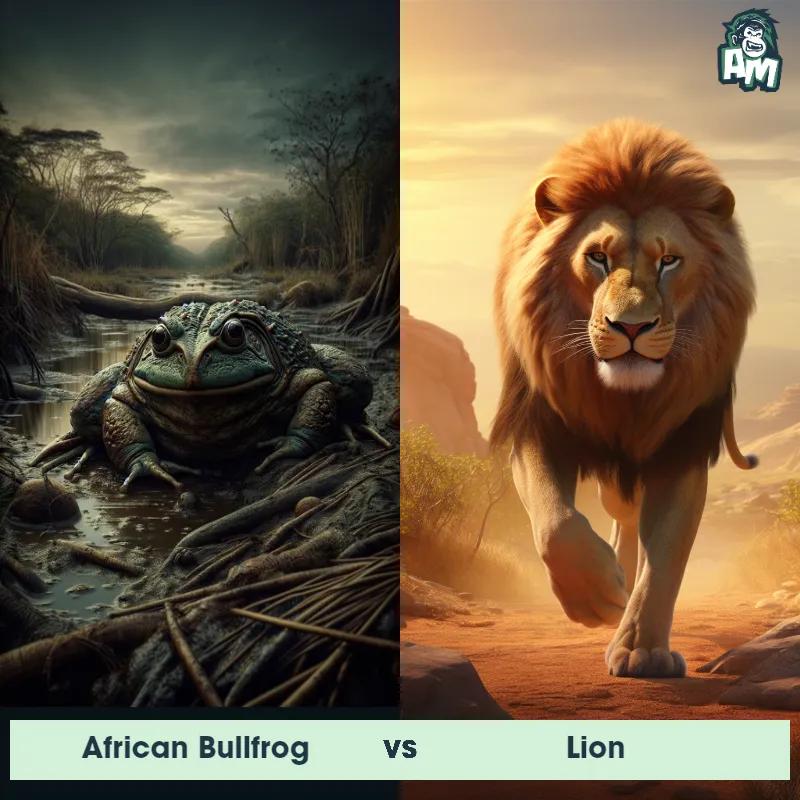 African Bullfrog vs Lion - Animal Matchup