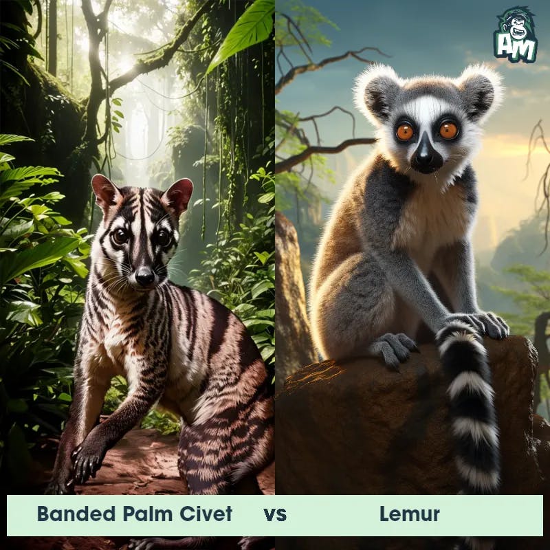 Banded Palm Civet vs Lemur - Animal Matchup