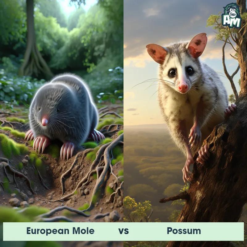 European Mole vs Possum - Animal Matchup