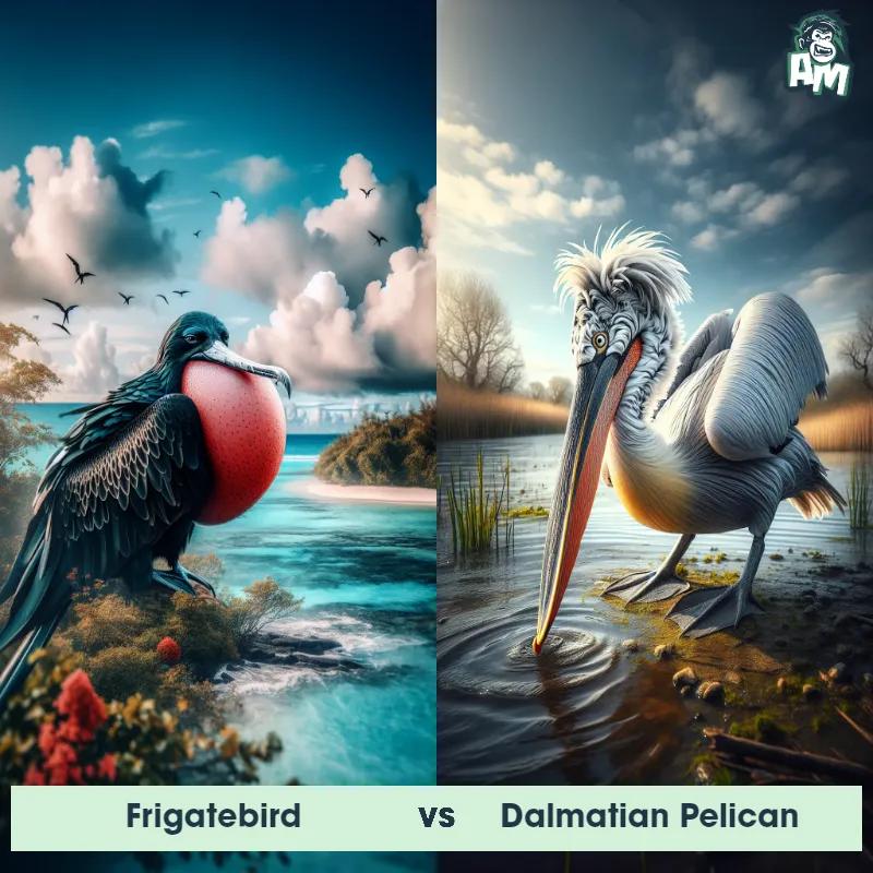 Frigatebird vs Dalmatian Pelican - Animal Matchup