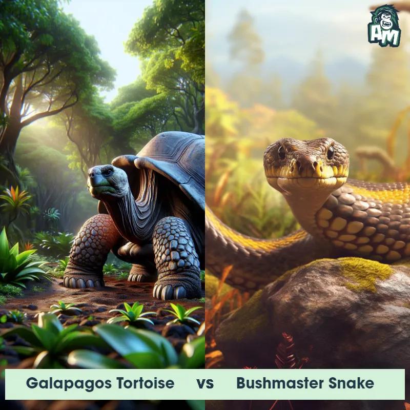 Galapagos Tortoise vs Bushmaster Snake - Animal Matchup