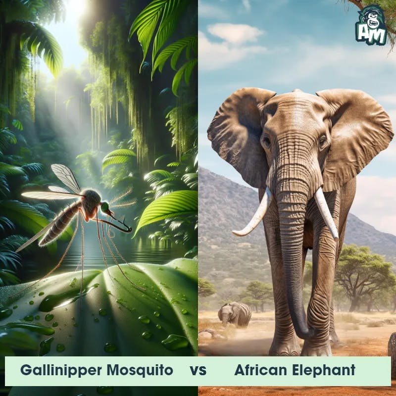 Gallinipper Mosquito vs African Elephant - Animal Matchup