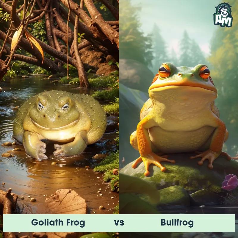 Goliath Frog vs Bullfrog - Animal Matchup