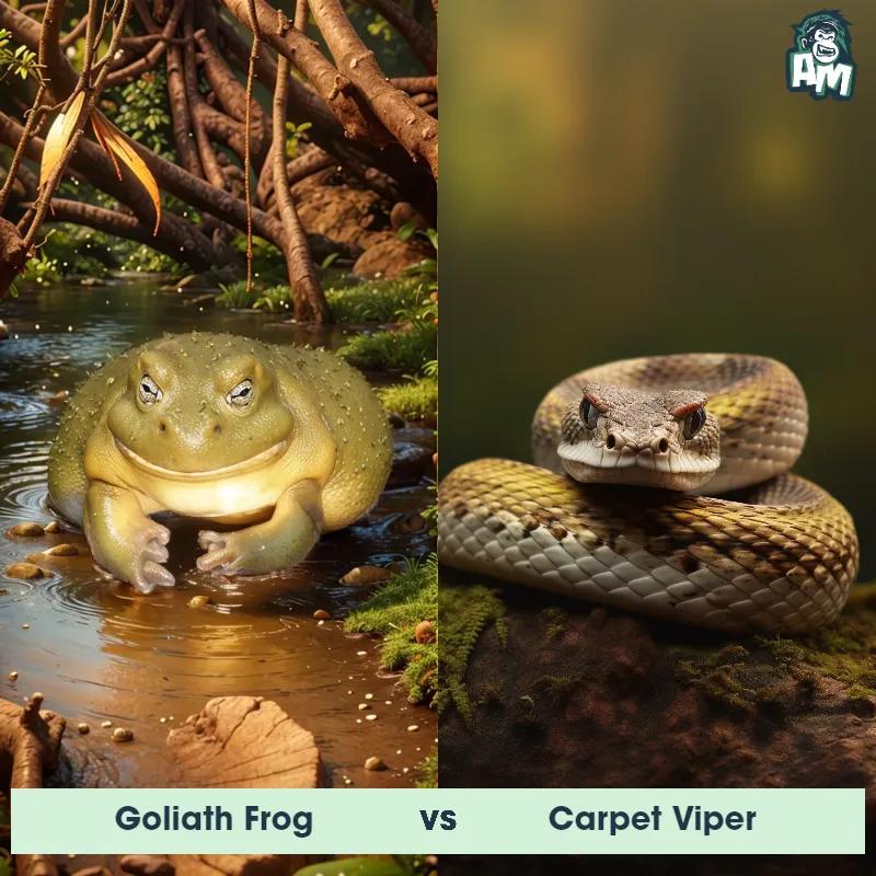 Goliath Frog vs Carpet Viper - Animal Matchup