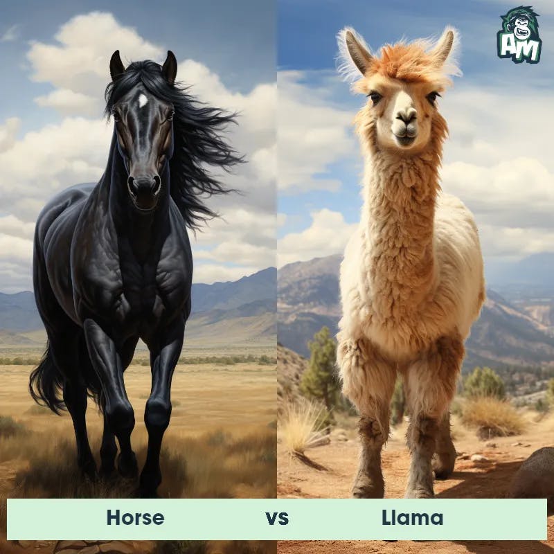 Horse vs llama - Animal Matchup