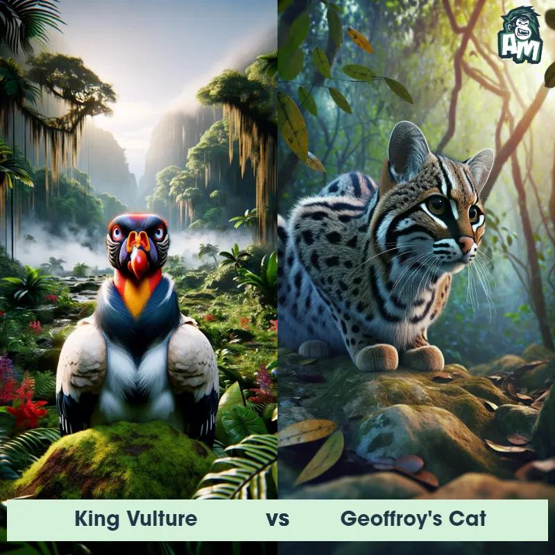 King Vulture vs Geoffroy's Cat - Animal Matchup