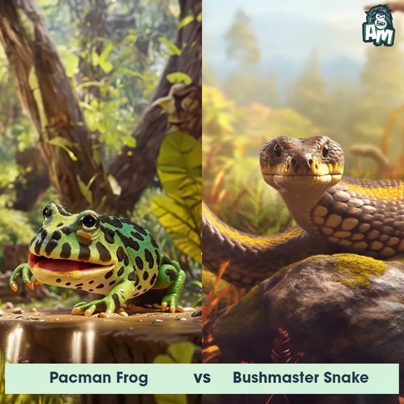 Pacman Frog vs Bushmaster Snake - Animal Matchup