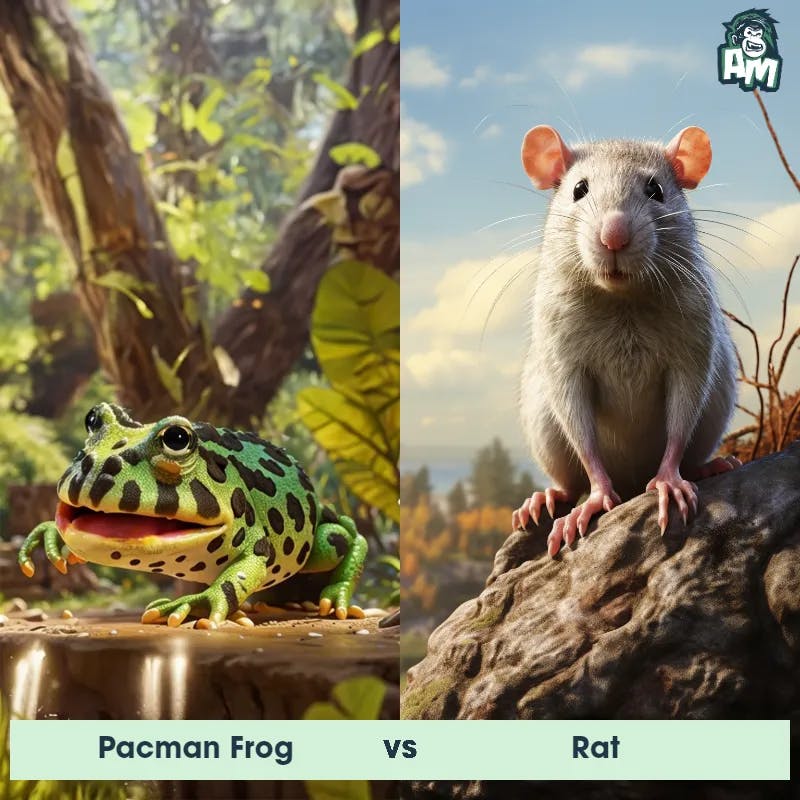 Pacman Frog vs Rat - Animal Matchup