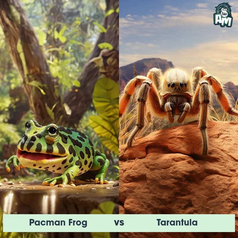 Pacman Frog vs Tarantula - Animal Matchup