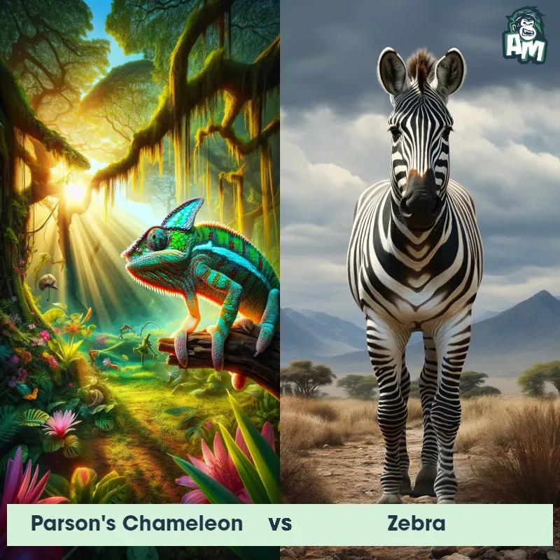 Parson's Chameleon vs Zebra - Animal Matchup