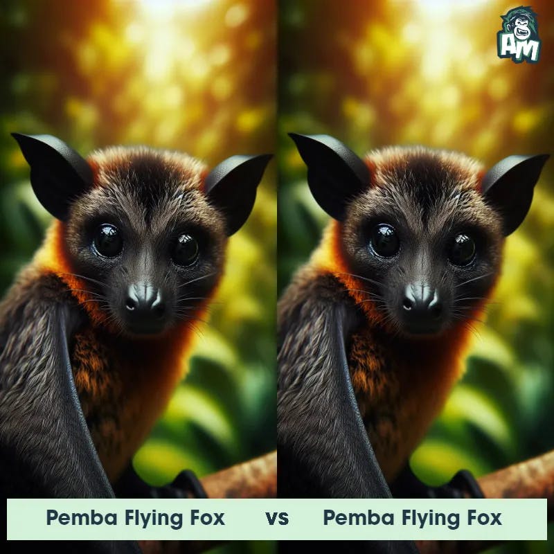 Pemba flying fox vs Pemba flying fox - Animal Matchup