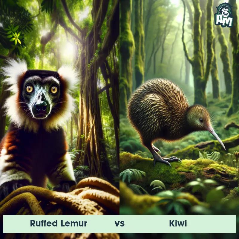 Ruffed Lemur vs Kiwi - Animal Matchup