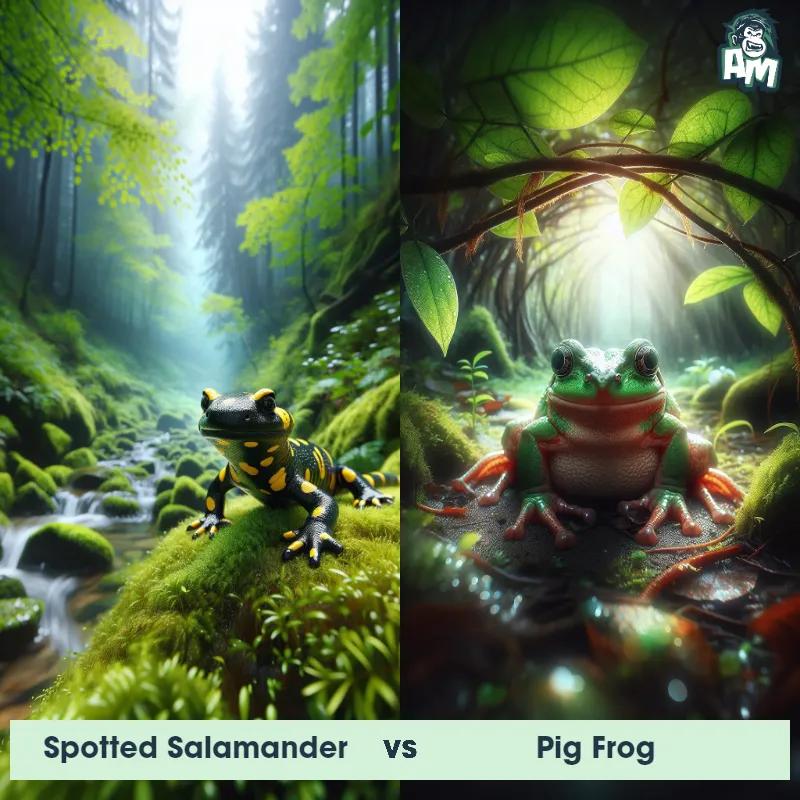 Spotted Salamander vs Pig Frog - Animal Matchup