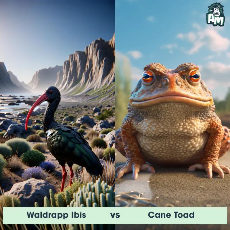 Waldrapp Ibis vs Cane Toad - Animal Matchup