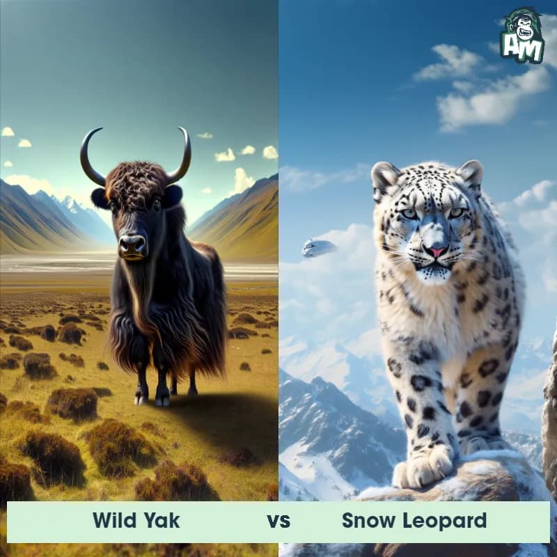 Wild Yak vs Snow Leopard - Animal Matchup