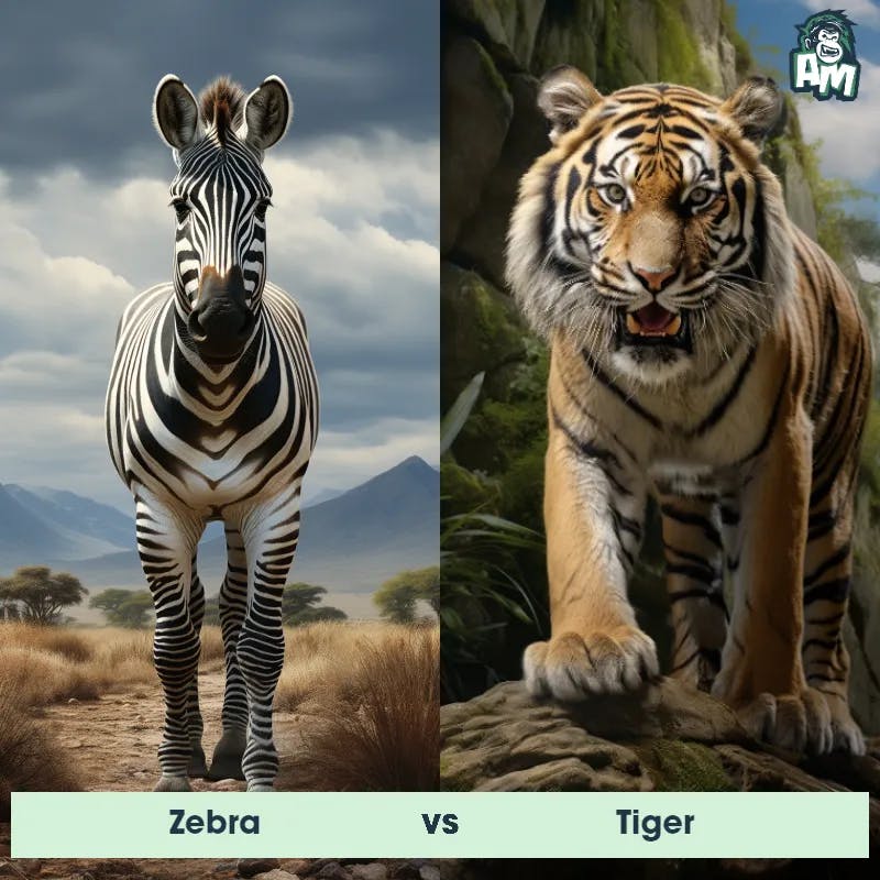 Zebra vs Tiger - Animal Matchup