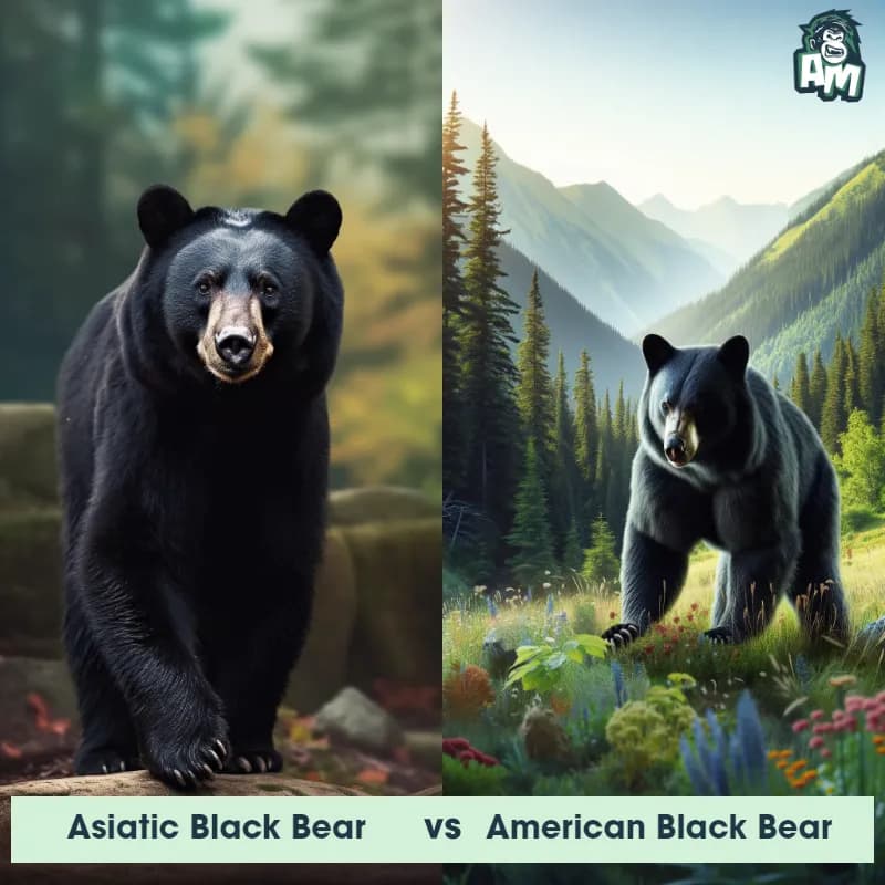 Asiatic Black Bear vs American Black Bear - Animal Matchup Asiatic Black Bear vs American Black Bear - Animal Matchup
