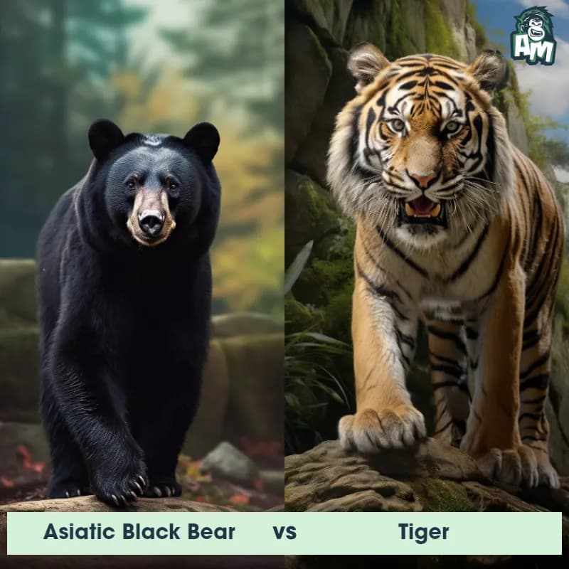 Asiatic Black Bear vs Tiger - Animal Matchup Asiatic Black Bear vs Tiger - Animal Matchup