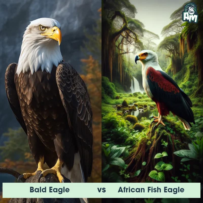 Bald Eagle vs African Fish Eagle - Animal Matchup Bald Eagle vs African Fish Eagle - Animal Matchup