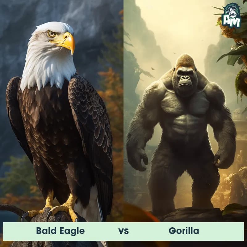 Bald Eagle vs Gorilla - Animal Matchup Bald Eagle vs Gorilla - Animal Matchup