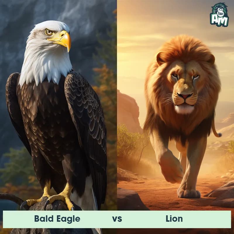 Bald Eagle vs Lion - Animal Matchup Bald Eagle vs Lion - Animal Matchup