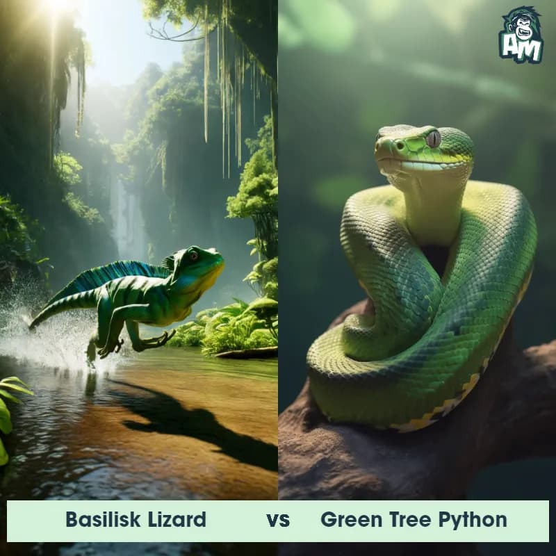 Basilisk Lizard vs Green Tree Python - Animal Matchup Basilisk Lizard vs Green Tree Python - Animal Matchup