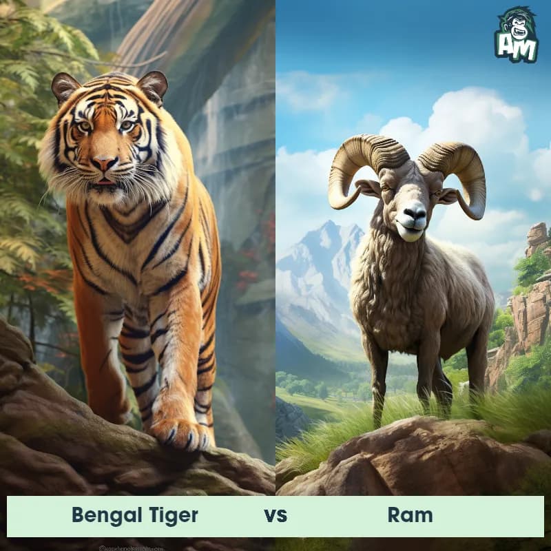 Bengal Tiger vs Ram - Animal Matchup Bengal Tiger vs Ram - Animal Matchup