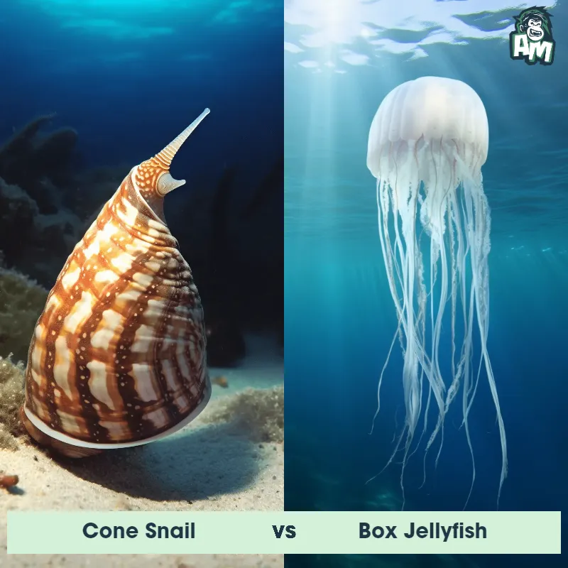 Cone Snail vs Box Jellyfish - Animal Matchup Cone Snail vs Box Jellyfish - Animal Matchup