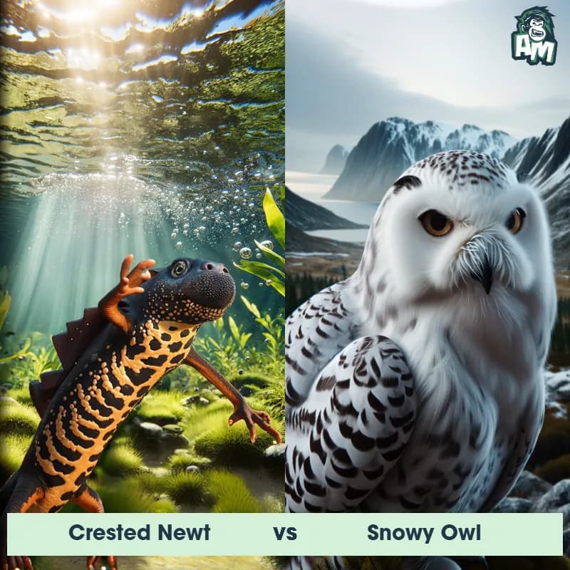 Crested Newt vs Snowy Owl - Animal Matchup Crested Newt vs Snowy Owl - Animal Matchup