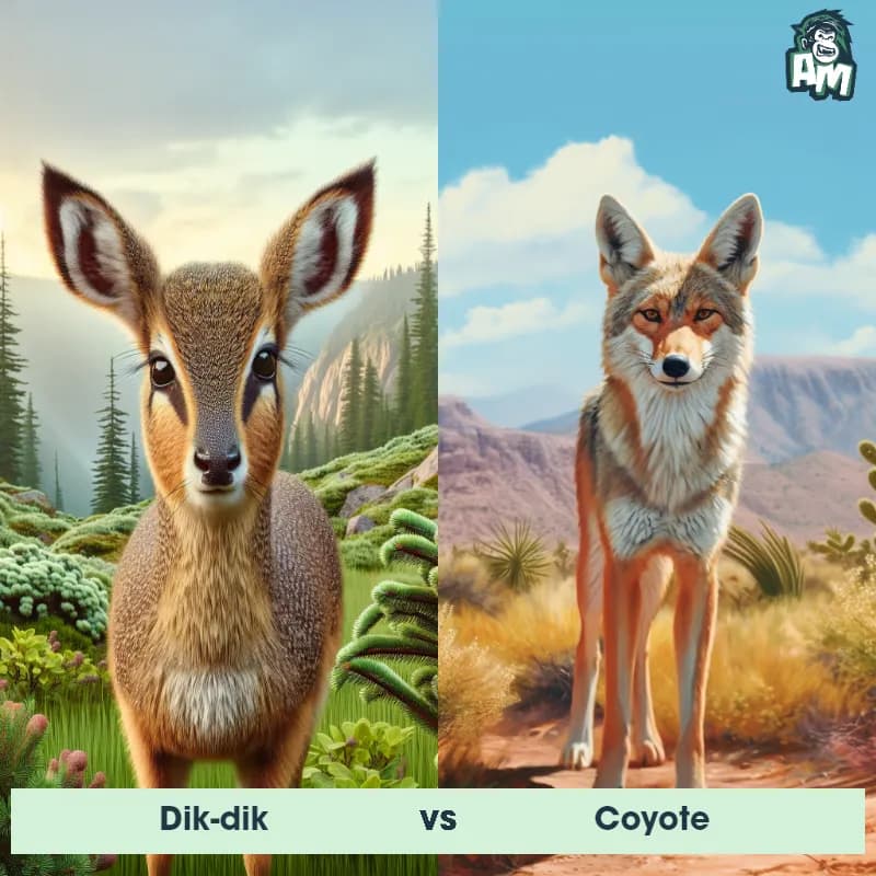 Dik-dik vs Coyote - Animal Matchup Dik-dik vs Coyote - Animal Matchup