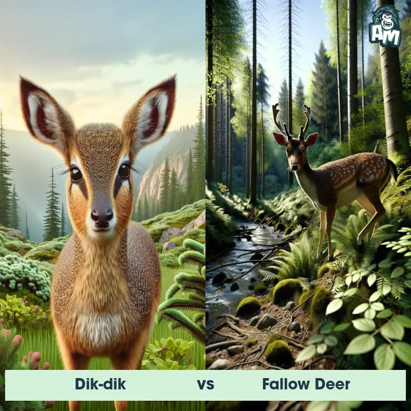 Dik-dik vs Fallow Deer - Animal Matchup Dik-dik vs Fallow Deer - Animal Matchup