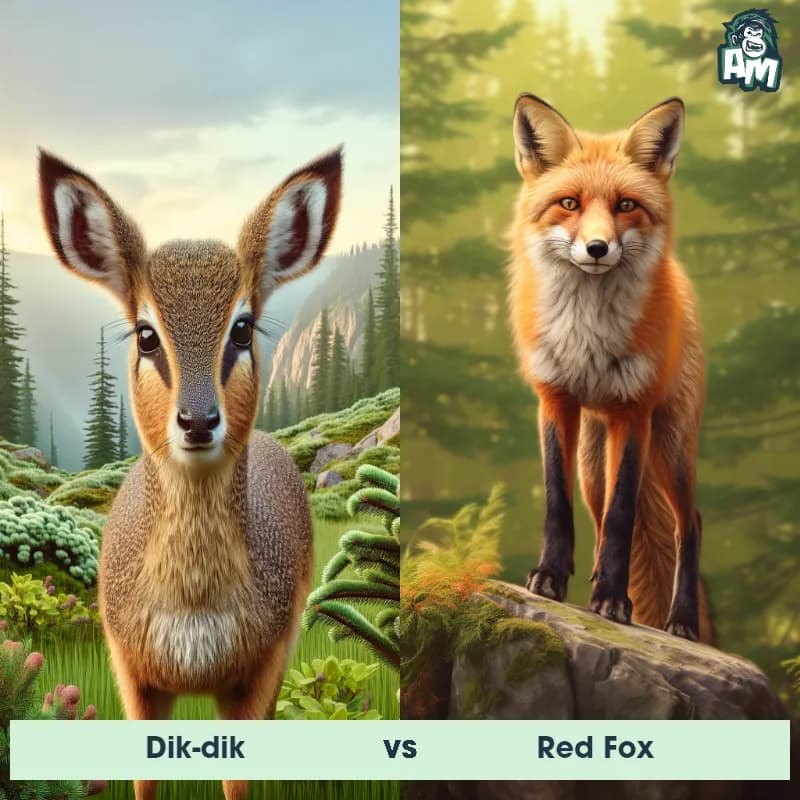 Dik-dik vs Red Fox - Animal Matchup Dik-dik vs Red Fox - Animal Matchup