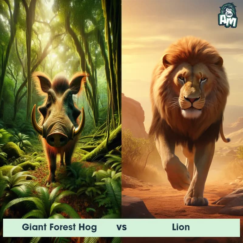 Giant Forest Hog vs Lion - Animal Matchup Giant Forest Hog vs Lion - Animal Matchup