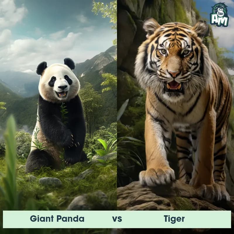 Giant Panda vs Tiger - Animal Matchup Giant Panda vs Tiger - Animal Matchup
