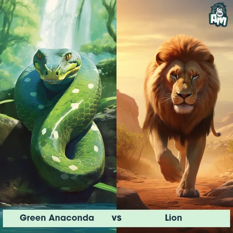 Green Anaconda vs Lion - Animal Matchup Green Anaconda vs Lion - Animal Matchup