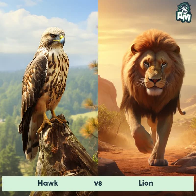 Hawk vs Lion - Animal Matchup Hawk vs Lion - Animal Matchup