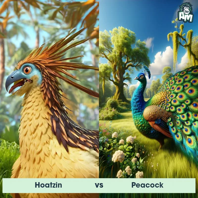 Hoatzin vs Peacock - Animal Matchup Hoatzin vs Peacock - Animal Matchup