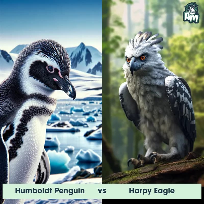 Humboldt Penguin vs Harpy Eagle - Animal Matchup Humboldt Penguin vs Harpy Eagle - Animal Matchup
