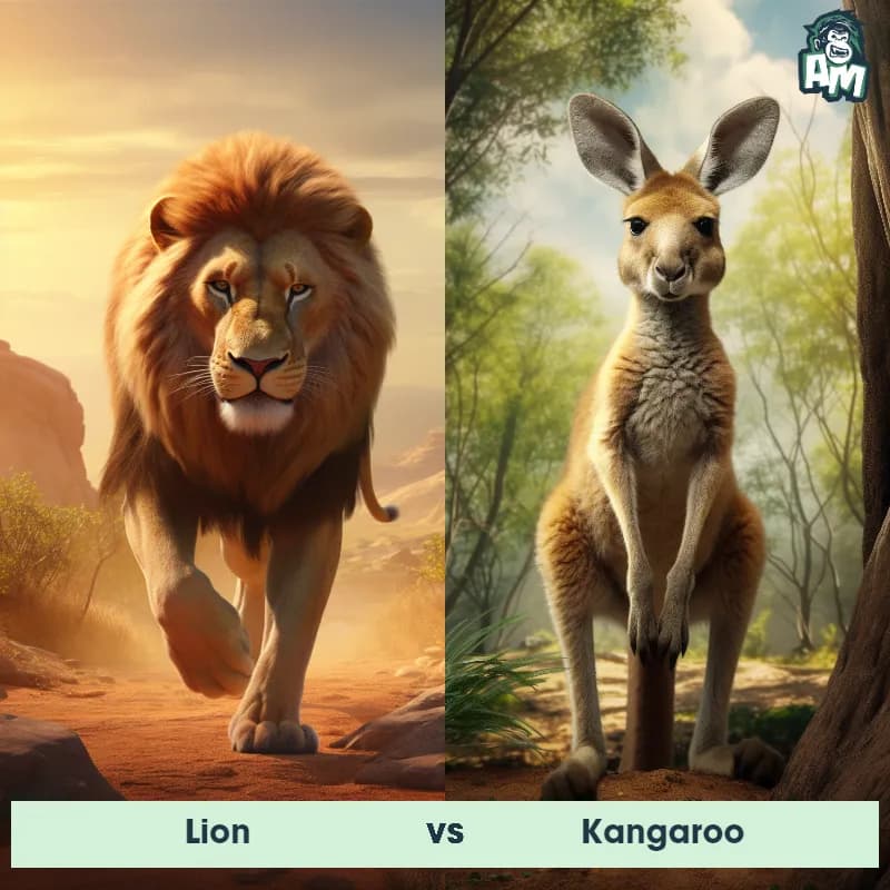 Lion vs Kangaroo - Animal Matchup Lion vs Kangaroo - Animal Matchup