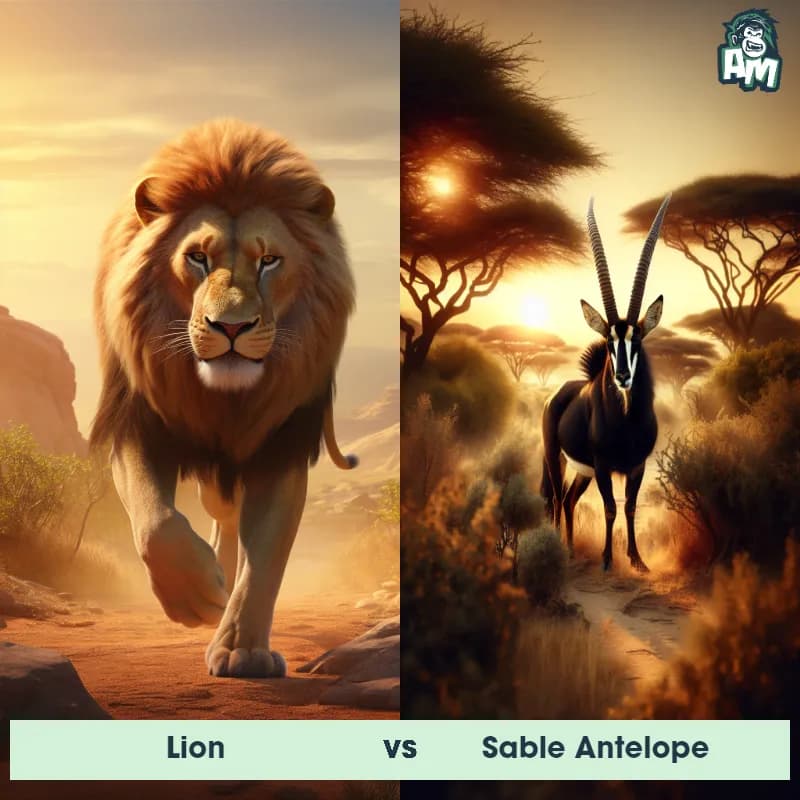 Lion vs Sable Antelope - Animal Matchup Lion vs Sable Antelope - Animal Matchup