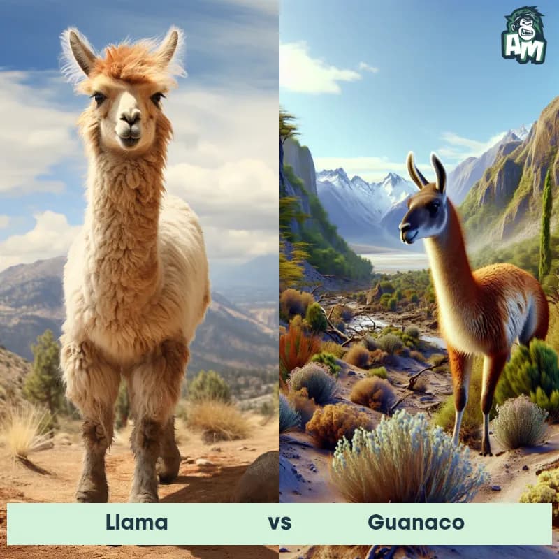 llama vs Guanaco - Animal Matchup llama vs Guanaco - Animal Matchup