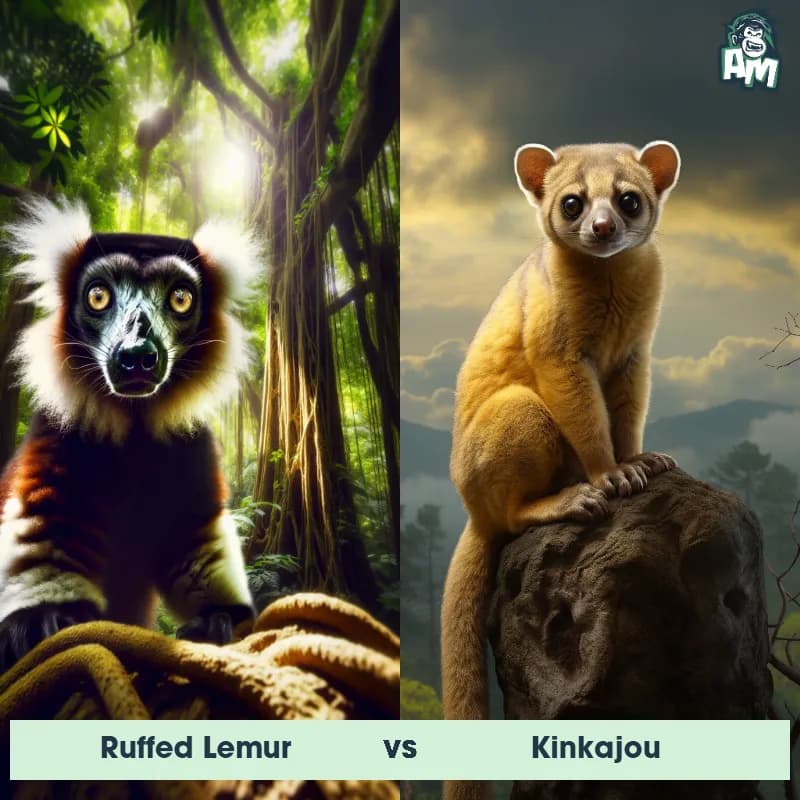 Ruffed Lemur vs Kinkajou - Animal Matchup Ruffed Lemur vs Kinkajou - Animal Matchup