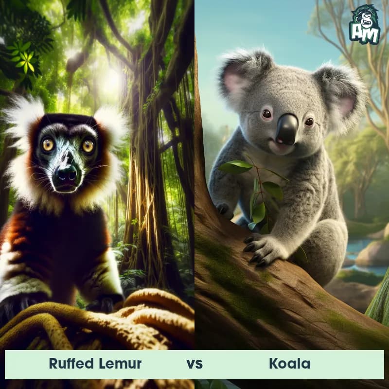 Ruffed Lemur vs Koala - Animal Matchup Ruffed Lemur vs Koala - Animal Matchup