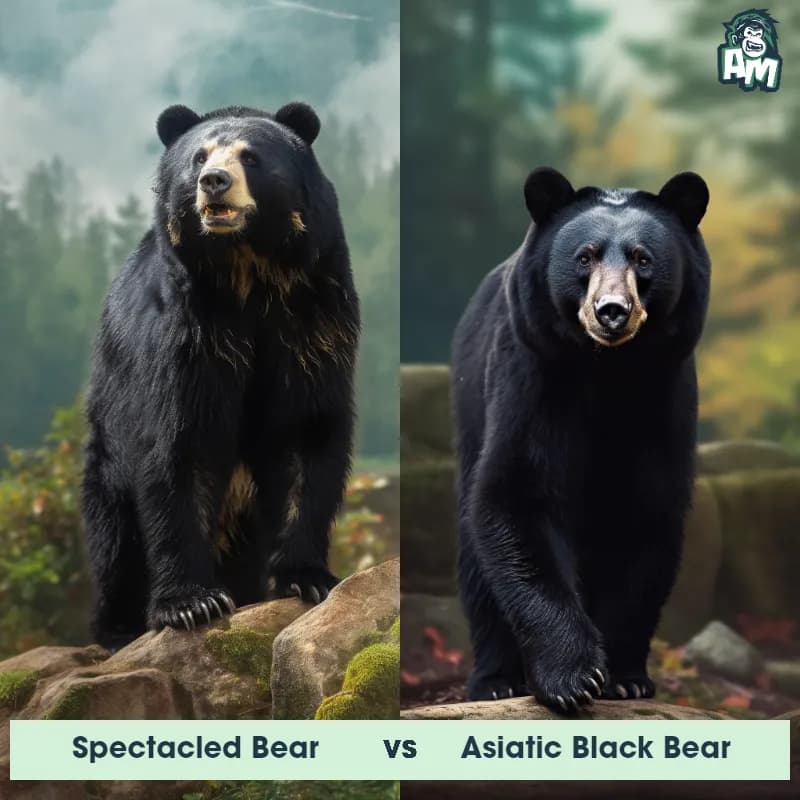 Spectacled Bear vs Asiatic Black Bear - Animal Matchup Spectacled Bear vs Asiatic Black Bear - Animal Matchup