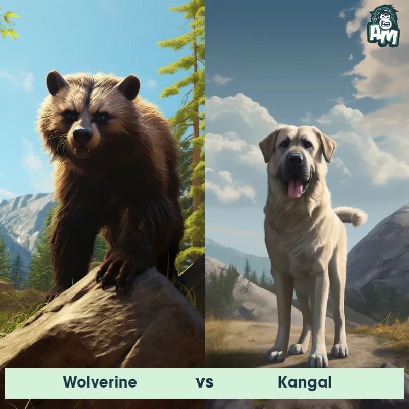 Wolverine vs Kangal - Animal Matchup Wolverine vs Kangal - Animal Matchup