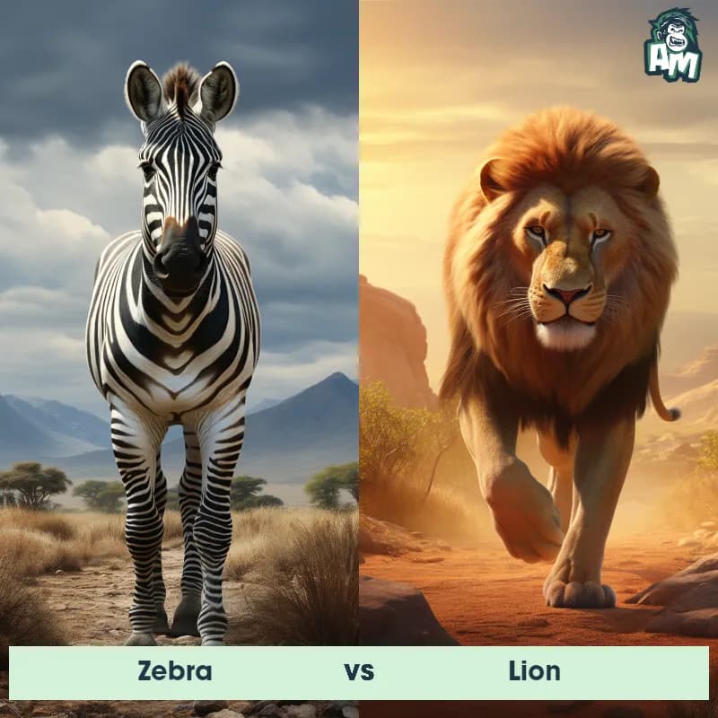 Zebra vs Lion - Animal Matchup Zebra vs Lion - Animal Matchup